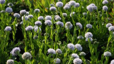 Globularia punctata