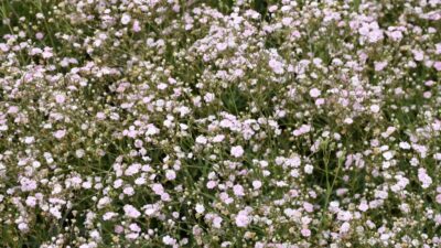 Gypsophila repens 'Rosenschleier'