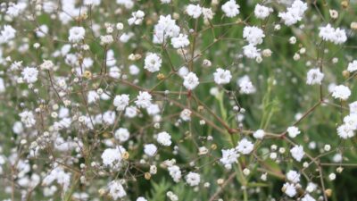 Gypsophila paniculata 'Bristol Fairy'