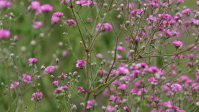 Gypsophila paniculata 'Flamingo'