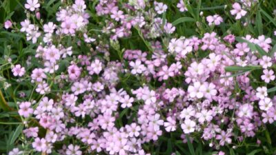 Gypsophila repens 'Rosea'