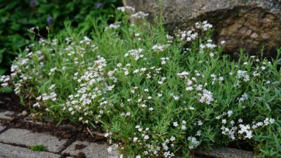 Gypsophila repens