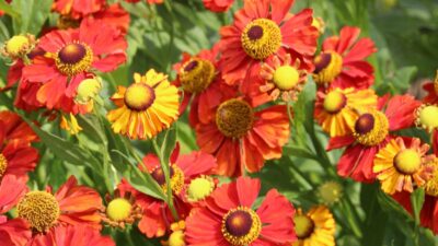 Helenium x cult. 'Baudirektor Linne'