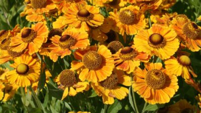 Helenium x cult. 'Goldrausch'