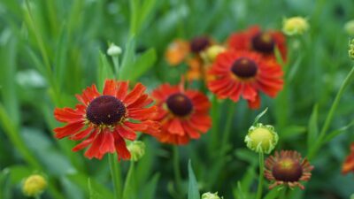 Helenium x cult. 'Moerheim Beauty'