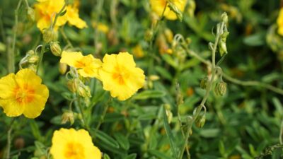 Helianthemum x cult. 'Golden Queen'