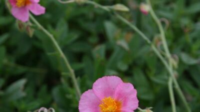Helianthemum x cult. 'Lawrensons Pink'