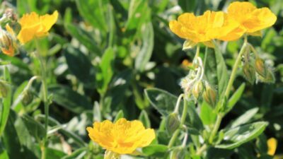 Helianthemum x cult. 'Sterntaler'