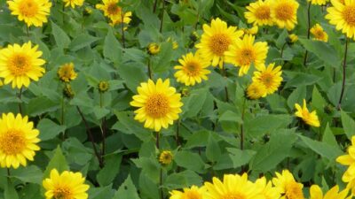 Helianthus decapet. 'Capenoch Star'