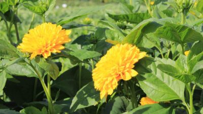 Helianthus decapet. 'Soleil d'Or'