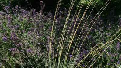 Helictotrichon sempervirens