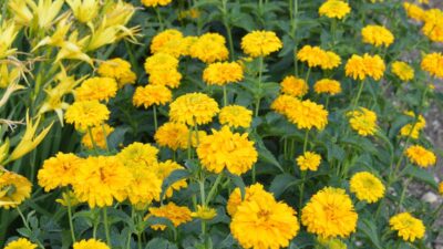 Heliopsis scabra 'Goldgrünherz'