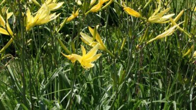 Hemerocallis citrina