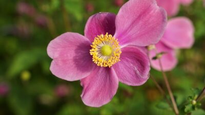 Anemone hupehensis 'Praecox'