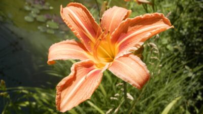 Hemerocallis fulva