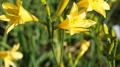 Hemerocallis lilioasphodelus