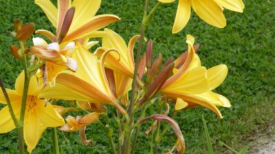 Hemerocallis middendorffii