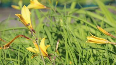 Hemerocallis minor