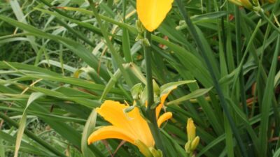 Hemerocallis x cult. 'Aten'