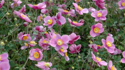 Anemone hupehensis 'September Charm'