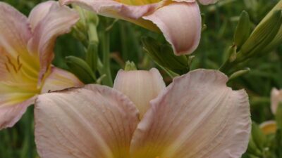 Hemerocallis x cult. 'Catherine Woodberry'