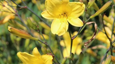 Hemerocallis x cult. 'Corky'