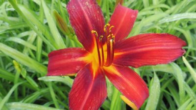 Hemerocallis x cult. 'Crimson Pirate'