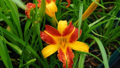 Hemerocallis x cult. 'Frans Hals'