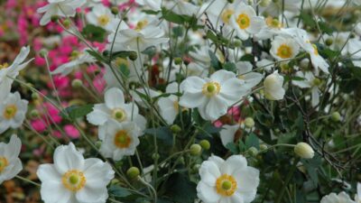 Anemone japonica 'Honorine Jobert'