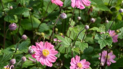 Anemone japonica 'Pamina'