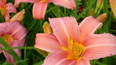 Hemerocallis x cult. 'Pink Damask'