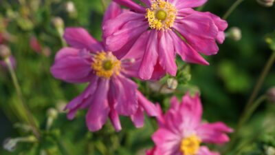Anemone japonica 'Prinz Heinrich'