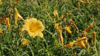 Hemerocallis x cult. 'Stella d'Oro'