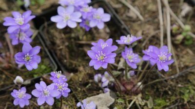 Hepatica nobilis