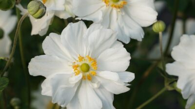 Anemone japonica 'Whirlwind'