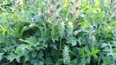 Acanthus hungaricus