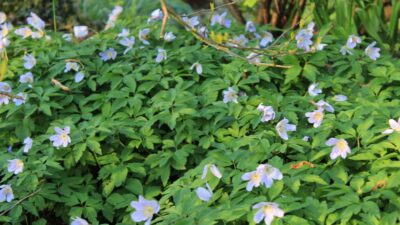Anemone nemorosa