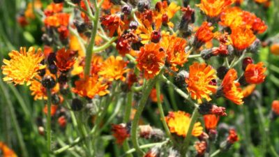 Hieracium aurantiacum