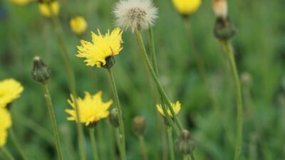 Hieracium pilosella