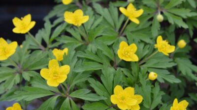 Anemone ranunculoides