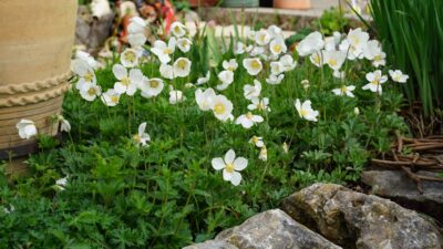 Anemone sylvestris