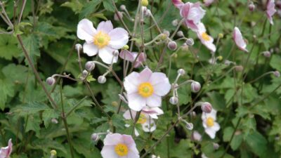 Anemone tomentosa 'Robustissima'