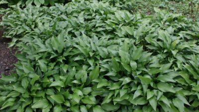 Hosta lancifolia