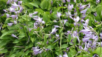Hosta minor