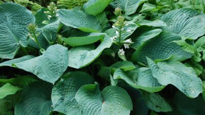 Hosta sieboldiana 'Elegans'
