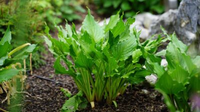 Hosta ventricosa