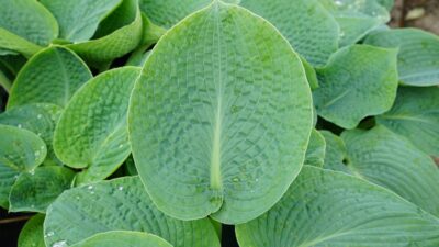 Hosta sieboldiana 'Big Daddy'