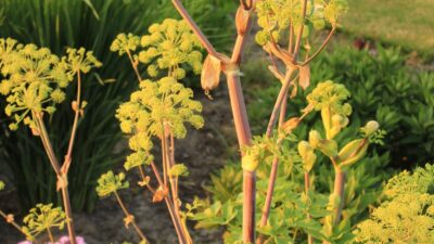 Angelica archangelica