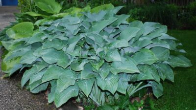 Hosta nigrescens 'Krossa Regal'