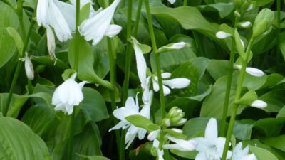Hosta plantaginea 'Royal Standard'